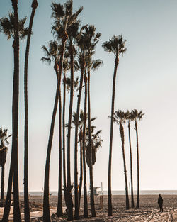 Palm trees on beach against clear sky