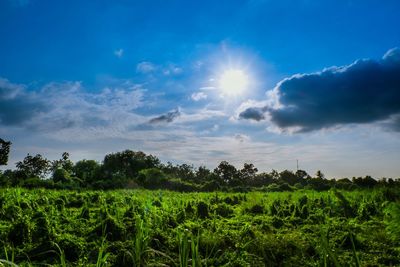 Scenic view of field against sky