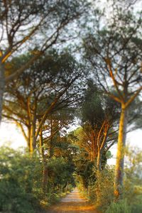 Road passing through forest