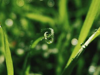 Close-up of water drops on leaf