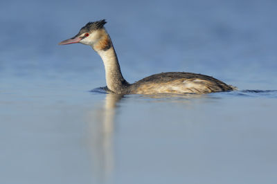 Bird swimming in lake
