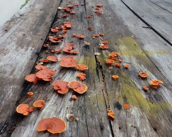 High angle view of mushrooms growing on wood