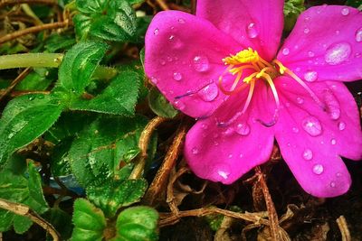 Close-up of pink flower