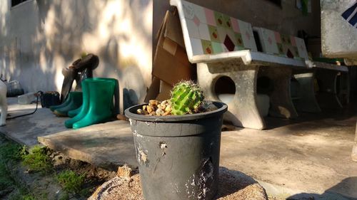 Potted plants in yard