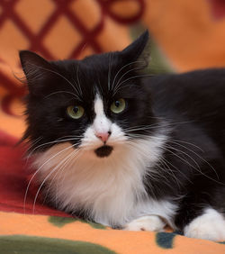 Close-up portrait of a cat