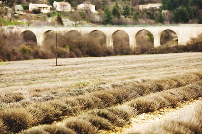 Arch bridge on field