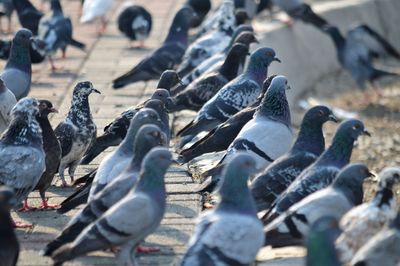 High angle view of pigeons