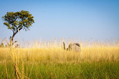 Bird on field against clear sky