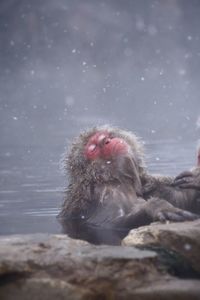 Monkey on rock in snow