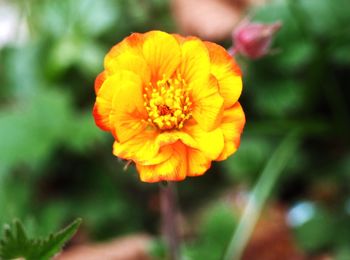 Close-up of yellow flower blooming outdoors