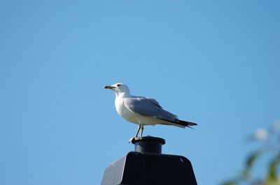 Low angle view of seagull perching against clear blue sky