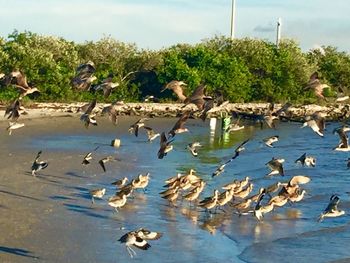 Birds in water