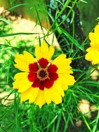 Close-up of yellow flower blooming outdoors