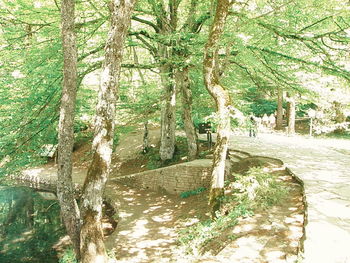 Pathway along trees in forest