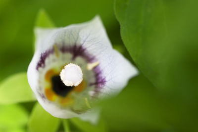 Macro shot of flower