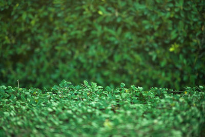 Close-up of green leaves bushes on field
