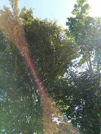 Low angle view of trees in forest against sky