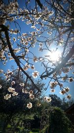 Low angle view of flowers blooming on tree