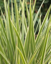 Close-up of palm tree