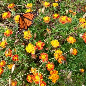 High angle view of butterfly on orange flowers