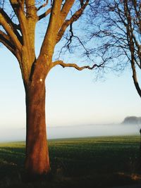 Bare tree on field against sky