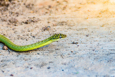 Close-up of lizard on land