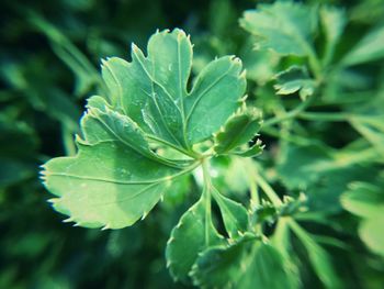 Close-up of fresh green plant