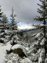 Trees on snow covered landscape against sky