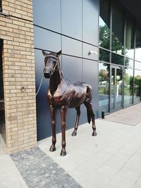 Horse standing on footpath by building