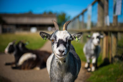 Portrait of goat