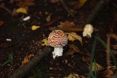 Close-up of mushroom growing in forest