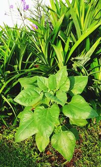 High angle view of plants growing on field