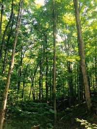 Bamboo trees in forest