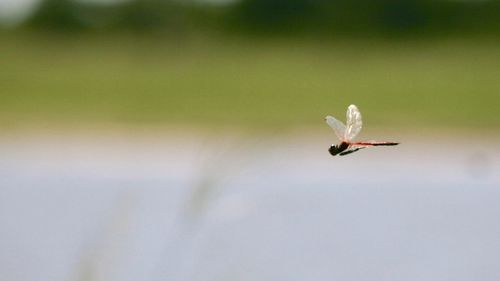 Close-up of insect on flower