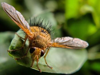 Close-up of insect on flower