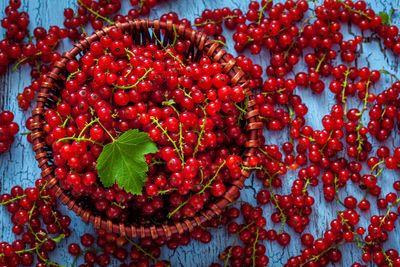 High angle view of red berries growing on plant
