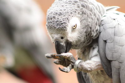 Close-up of parrot