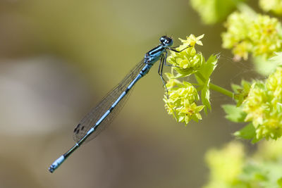 Close-up of insect on flower