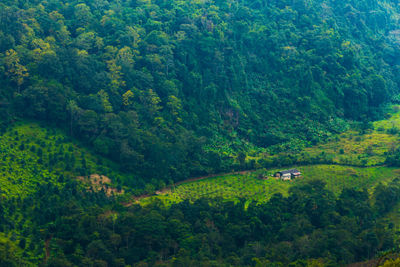 Scenic view of forest