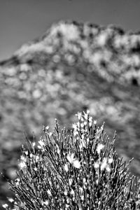 Close-up of plants growing on field against sky