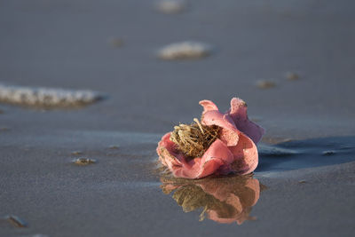 Close-up of shell on beach