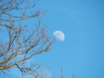 Low angle view of tree against blue sky