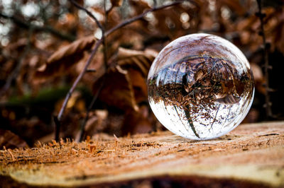 Lensball photography 