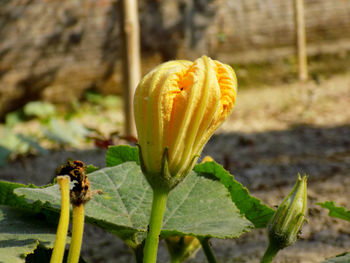 Close-up of yellow flower bud on land