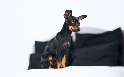 Portrait of dog against white background