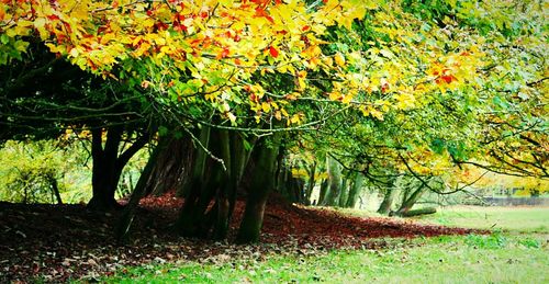 Trees growing in a park