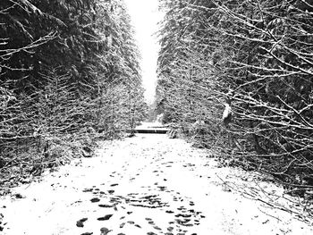 Road passing through bare trees