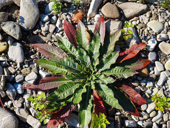 High angle view of plant growing on rock
