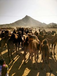 Horses on landscape against sky