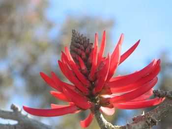 Close-up of red flower against sky